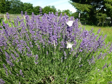 Lavendel1